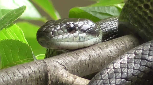 Japanese rat snake