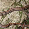 Japanese striped snake