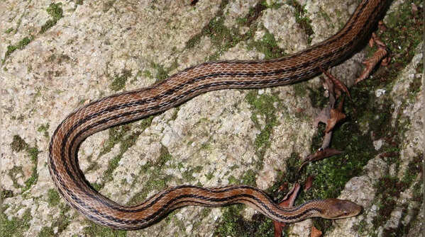 Japanese striped snake