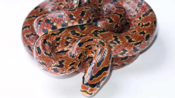 Jimguri