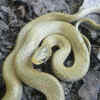 Japanese keelback