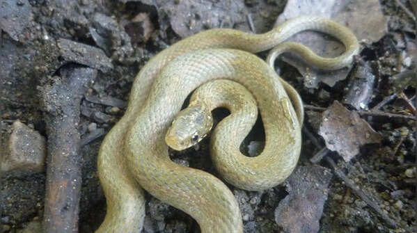 Japanese keelback