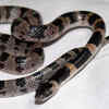 Ryukyu odd-tooth snake