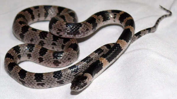 Ryukyu odd-tooth snake