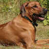The Rhodesian Ridgeback