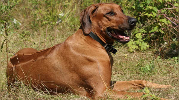 The Rhodesian Ridgeback