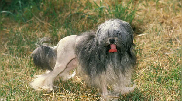 The Löwchen