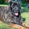The Leonberger