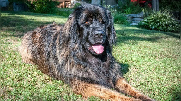 The Leonberger