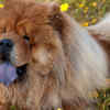 The Chow Chow