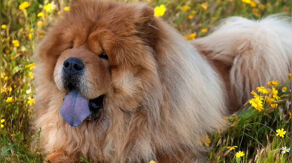 The Chow Chow