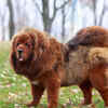 The Tibetan Mastiff