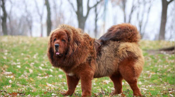 The Tibetan Mastiff