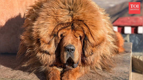 5 dog breeds that look like lions