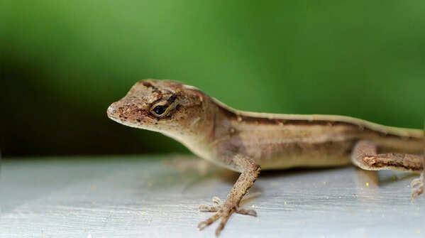 5 flowering plants that can help get rid of lizards at home