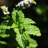 Article image for: 5. <i class="tbold">mint</i> flowers: Small plant, strong effect