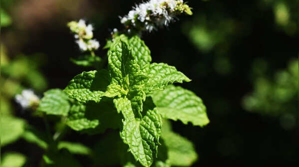 5. Mint flowers: Small plant, strong effect