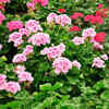 Article image for: 4. Geranium: Low effort, nice <i class="tbold">fragrance</i>