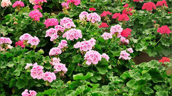 4. Geranium: Low effort, nice fragrance