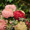 3. Chrysanthemum: Looks pretty, works behind the scenes