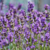 Article image for: 2. Lavender: Smells calming… unless you’re a lizard
