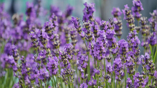 2. Lavender: Smells calming… unless you’re a lizard