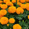 1. Marigold: Bright, easy, and quietly effective