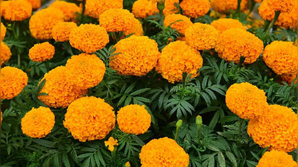 1. Marigold: Bright, easy, and quietly effective