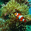 Great Barrier Reef – Finding Nemo