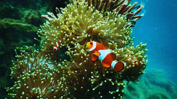 Great Barrier Reef – Finding Nemo