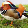 Article image for: 5 of the world’s most colourful birds