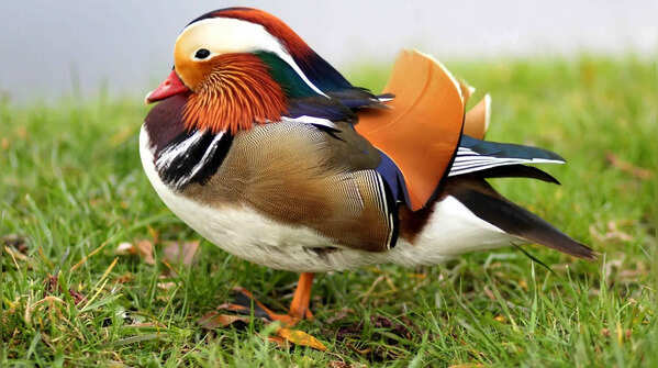 5 of the world’s most colourful birds