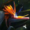 Article image for: Wilson’s Bird-of-Paradise