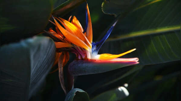 Wilson’s Bird-of-Paradise