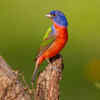 The Painted Bunting