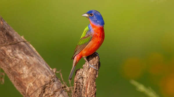 The Painted Bunting