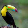 Article image for: The Keel-billed Toucan