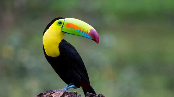 The Keel-billed Toucan