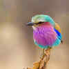 The Lilac-breasted Roller