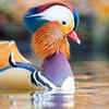 The Mandarin Duck