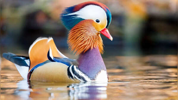 The Mandarin Duck