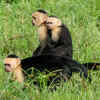 Capuchin monkey