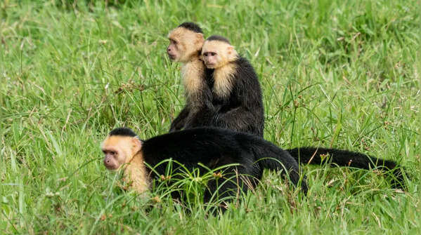 Capuchin monkey