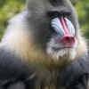 Mandrill