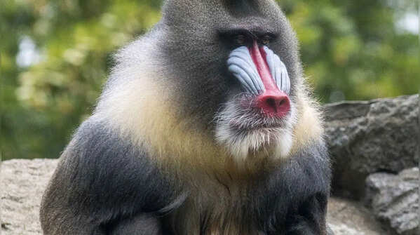 Mandrill