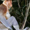 Proboscis monkey