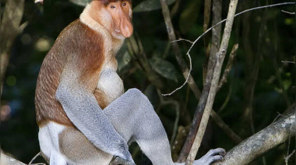 Proboscis monkey