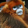 Golden snub-nosed monkey
