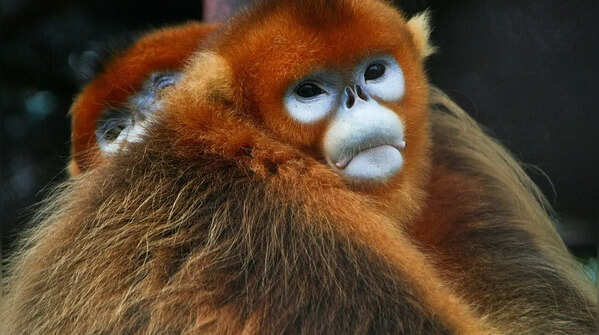 Golden snub-nosed monkey