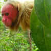 Bald uakari
